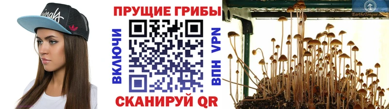 как найти закладки  Динская  Псилоцибиновые грибы GOLDEN TEACHER 